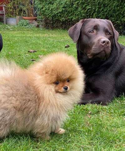 Bester Freund, Hundekumpel - zeigt her!-Beitrag-Bild