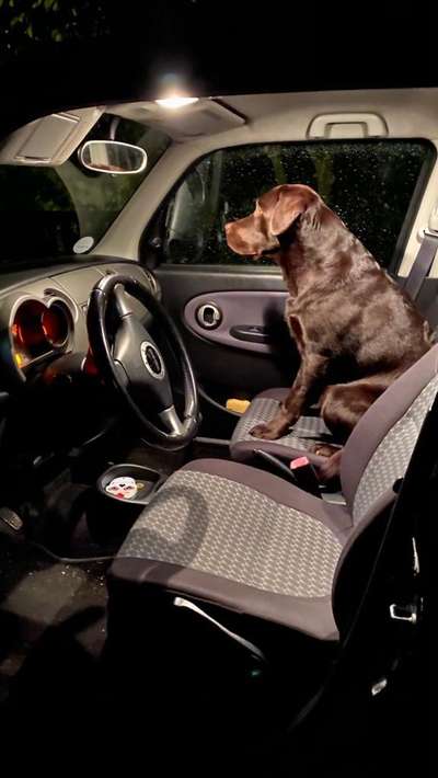 Labradorfans-Beitrag-Bild