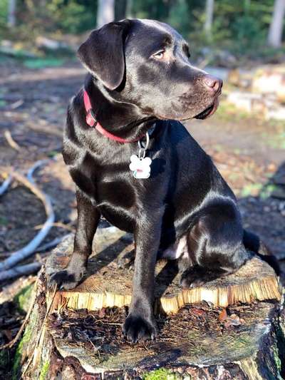 Labradorfans-Beitrag-Bild