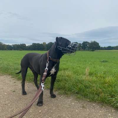 Giftköder-Einzeltraining-Bild