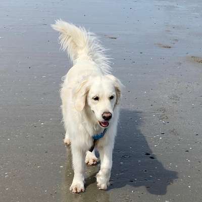 Hundetreffen-Suche Spielpartnern, gassirunde, Liebe volle Hunde Eltern-Bild