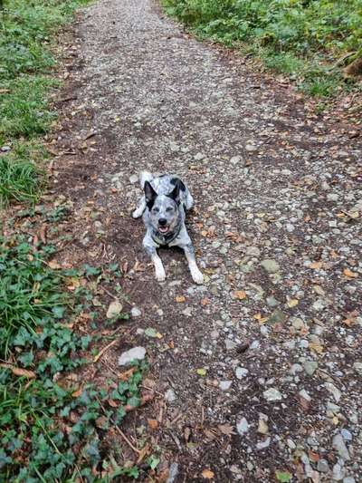 Zeigt eure verrücktesten Hundebilder-Beitrag-Bild