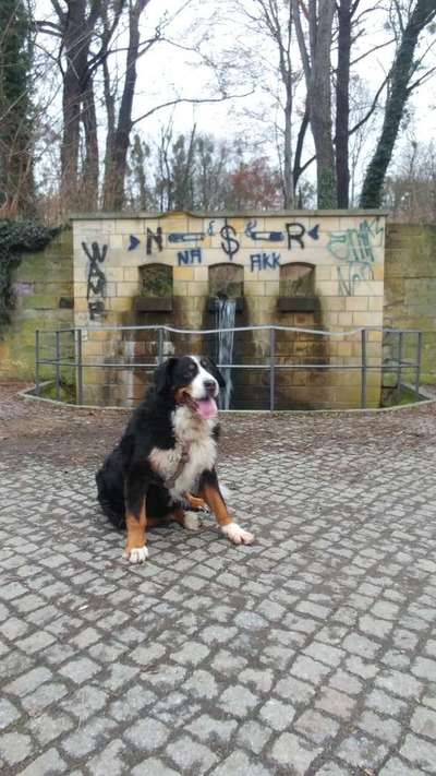 Berner Sennen-Beitrag-Bild