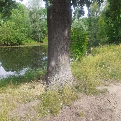 Giftköder-Eichenprozessionsspinner Uferstraße-Bild
