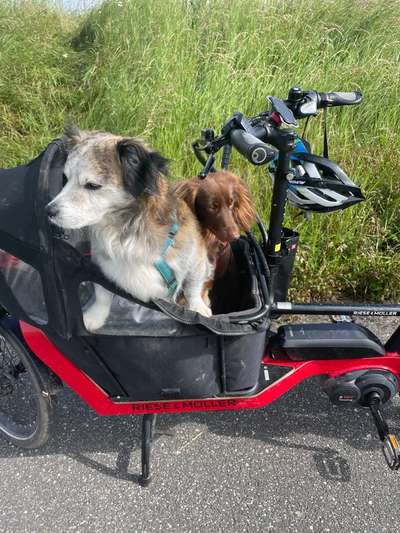 Hundetreffen-Spiel treffen in Stockstadt am Rhein-Bild