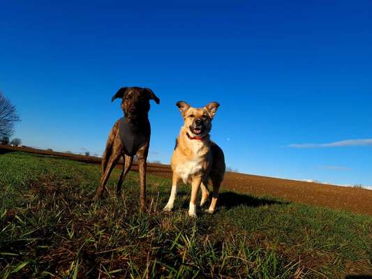Windhundtreffen - PLZ-Beitrag-Bild