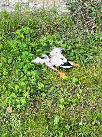 Giftköder-Tote Ente-Bild