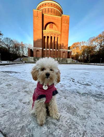 Dogorama Photo Challenge - Winterstimmung-Beitrag-Bild