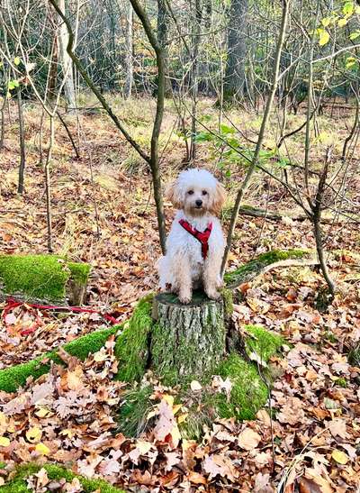 27. Handy Fotochallenge-Beitrag-Bild