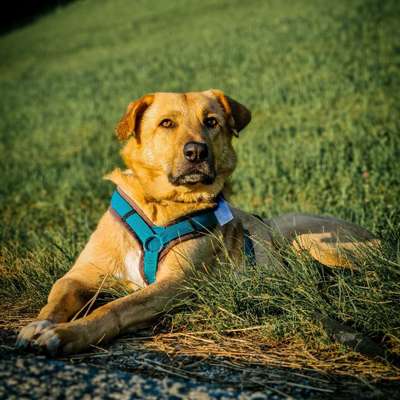 Hundetreffen-Gemeinsamer Spaziergang-Bild