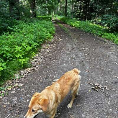 Hundetreffen-Gassi und Spieltreff-Bild
