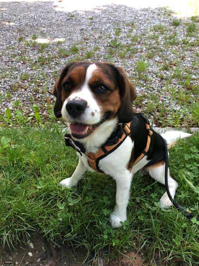 Beagle mischlinge!!-Beitrag-Bild