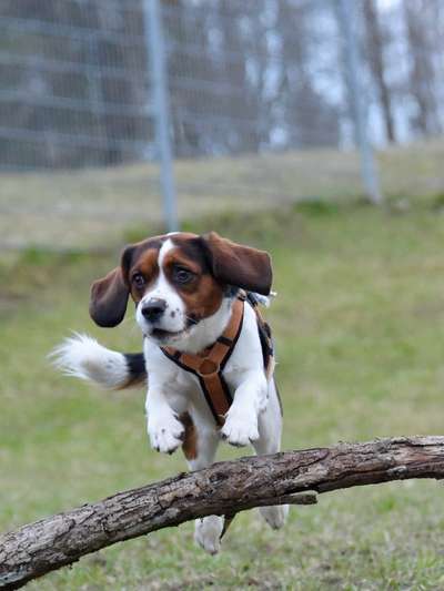 Hunde in Action-Beitrag-Bild