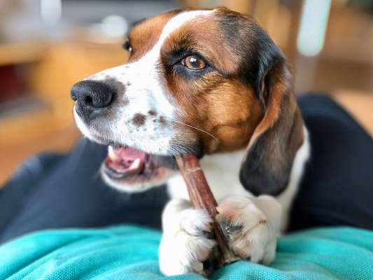 Dogorama Photo Challenge - Portrait-Beitrag-Bild