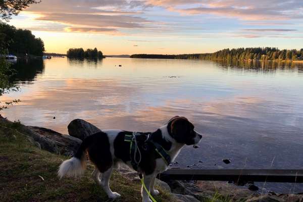 Welcher Urlaub hat euch mit euren Fellnasen, am besten gefallen ?-Beitrag-Bild