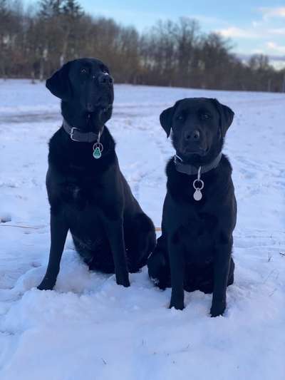 Labradorfans-Beitrag-Bild