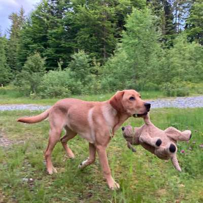 Hundetreffen-Suche Spiel- und Trainingsgefährten für unseren Junghund-Bild