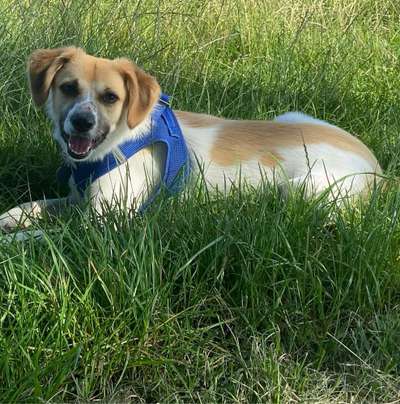 Hundetreffen-Hundetreffen in Wertingen-Profilbild