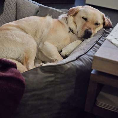 Hundetreffen-Gassi gehen und Spielen-Bild