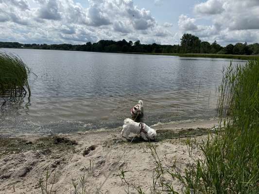 Hundetreffen-Die Gegend erkunden mit den Hunden-Bild