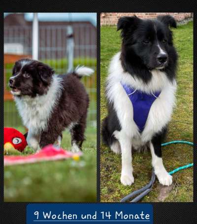 Vom Welpen zum Hund-Beitrag-Bild