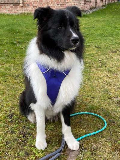 Gibt's hier noch mehr Border Collies???-Beitrag-Bild