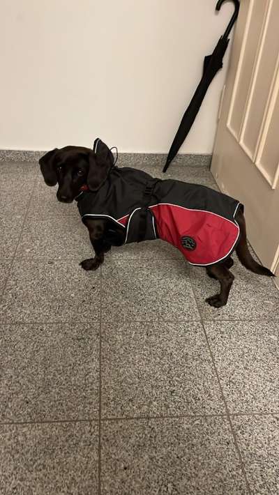 Geschirr über Regenmantel/Wintermantel-Beitrag-Bild