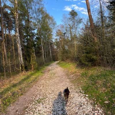 Hundetreffen-Entspannte Gassirunde-Bild