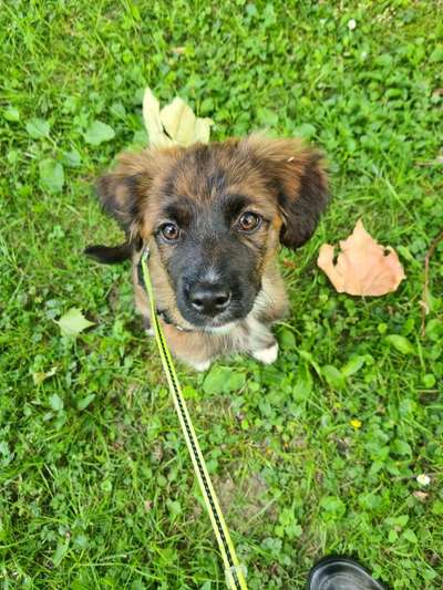 Tierschutzhunde suchen ein Zuhause-Beitrag-Bild