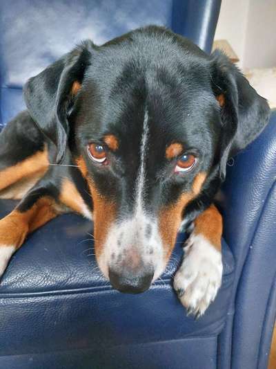 Appenzeller Sennenhunde-Beitrag-Bild