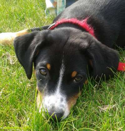 Welpen Bilder !-Beitrag-Bild