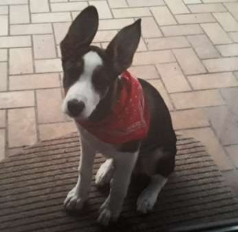 35.Collagen Challenge:„Bettelblick"-Beitrag-Bild