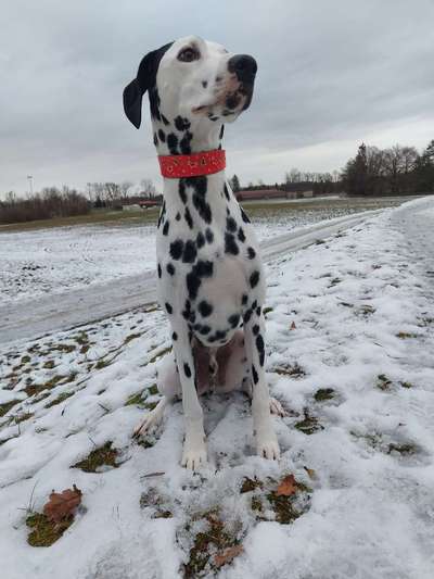 24. Collage-Challenge  *Hund im Schnee*-Beitrag-Bild