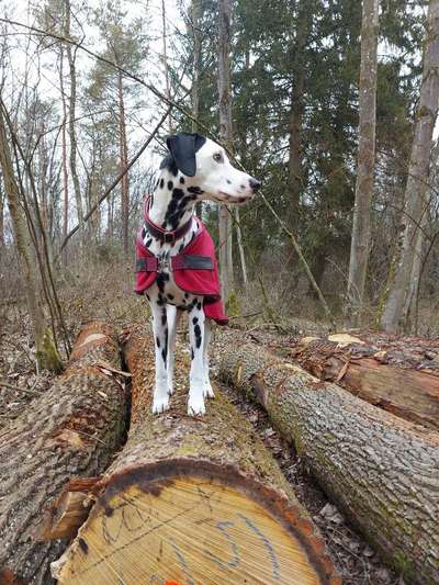 Fotos &Collagen: Beobachtungsposten-Beitrag-Bild