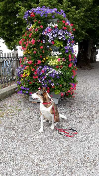 4. Farben/Fotochallenge:          Bunt und Farbenfroh-Beitrag-Bild