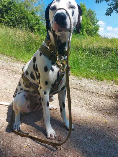 Dogorama Photo Challenge - an der Leine-Beitrag-Bild