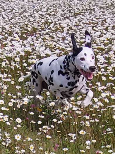 14. Farbenfoto-Challenge "Weiss"-Beitrag-Bild