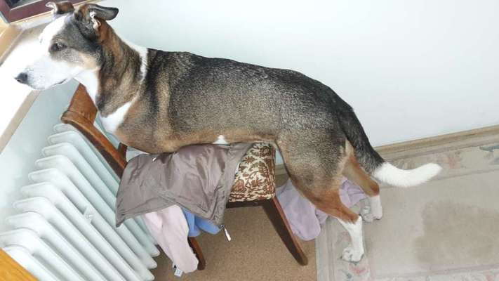 Fotos &Collagen: Beobachtungsposten-Beitrag-Bild