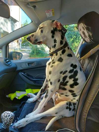 Lustigsten Bilder-Beitrag-Bild