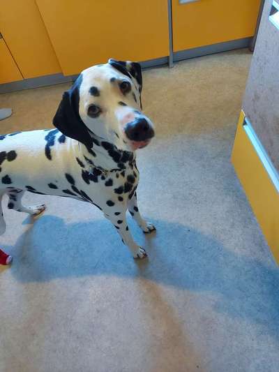 35.Collagen Challenge:„Bettelblick"-Beitrag-Bild