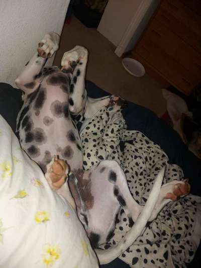 Hands,äh Pfoten up in the Air-Beitrag-Bild