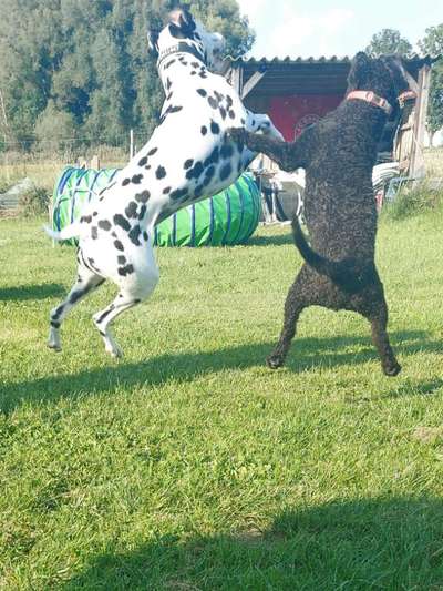 lustige Hunde Fotos-Beitrag-Bild