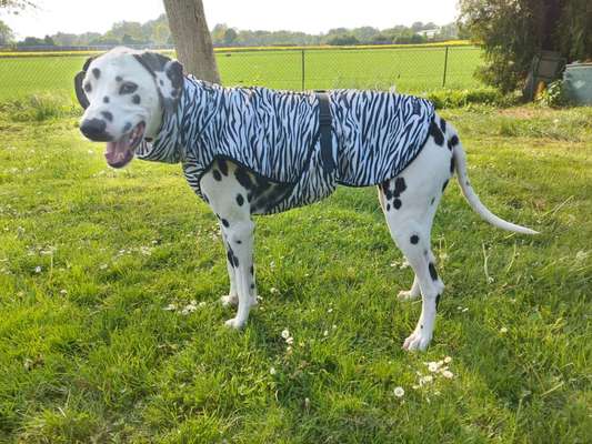 Temperaturprobleme bei großen schwarzen Hunden-Beitrag-Bild