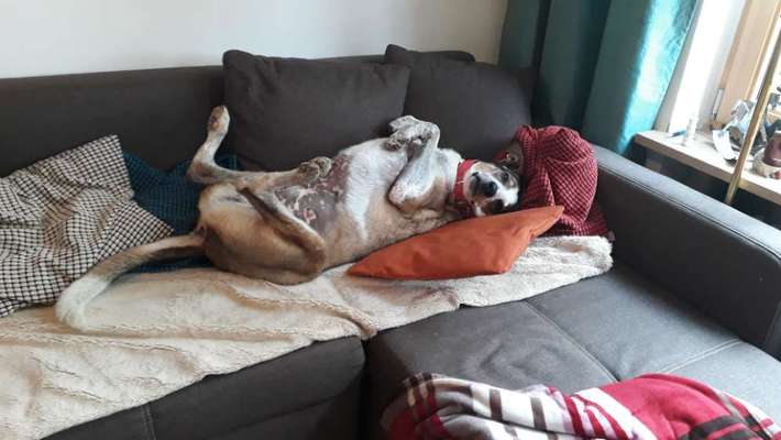 Hands,äh Pfoten up in the Air-Beitrag-Bild