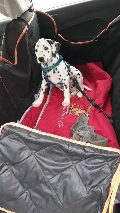 Vom Welpen zum Hund-Beitrag-Bild