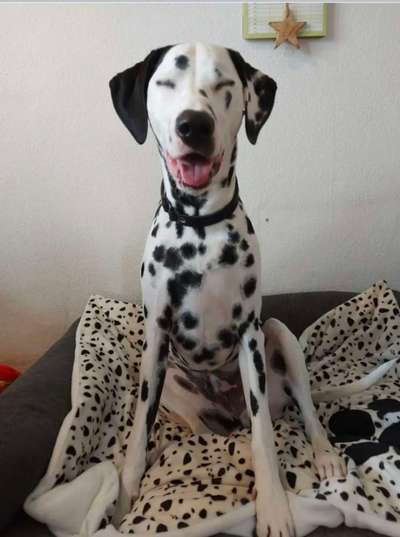 Welchen Hund hast du?-Beitrag-Bild