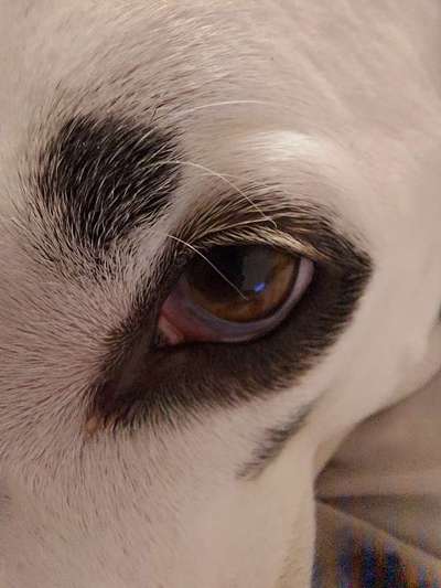 Die Augen Deines Hundes-Beitrag-Bild