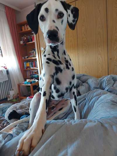 35.Collagen Challenge:„Bettelblick"-Beitrag-Bild