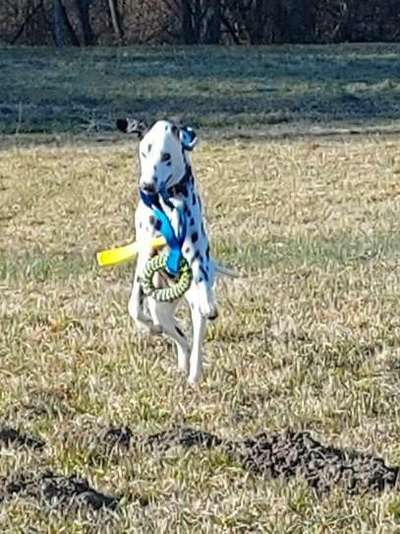 Fotosammlung: ,,Der natürliche Hund" Unbearbeitet, ungestellt und in Natura-Beitrag-Bild