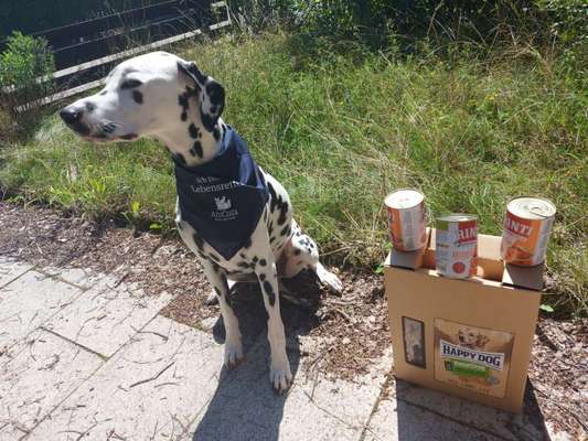 🩸🐾 Blut spenden? Ja. Aber bitte nicht mein Hund.-Beitrag-Bild